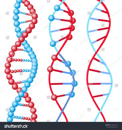 Three Types Of Dna Molecules In Red And Blue Colors Stock Vector