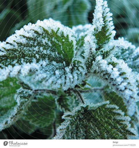 Close Up Of Ice Crystals On Nettle Leaves A Royalty Free Stock Photo