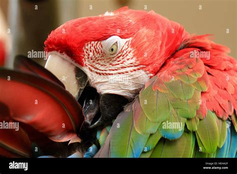 Rainbow Macaw Parrot Stock Photo Alamy