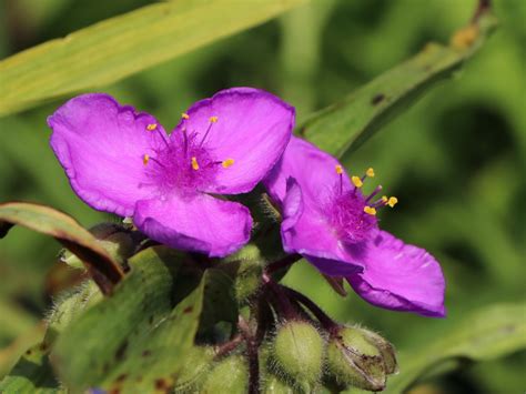 Dreimasterblumen virginia dreimasterblume (tradescantia virginiana) systematik klasse: Dreimasterblume 'Karminglut' - Expertenwissen zu dieser Staude