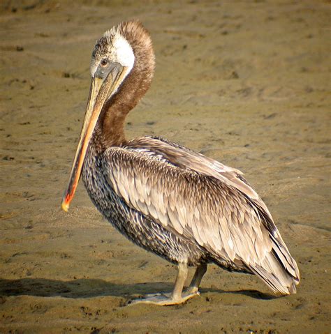 brown pelican brown pelican pelecanus occidentalis cris… flickr