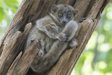 Ankarana Sportive Lemur Ankarana National Park Madagascar Stock