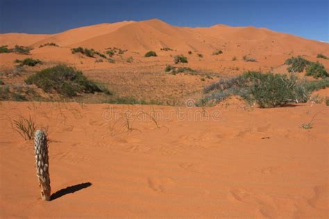 Cactus In The Sand Dune Stock Photo Image Of Dune Trek 8714488