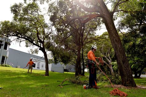 Get directions, reviews and information for skyline tree service in cleveland, oh. Taking Care Of Our Trees - Skyline Landscape Services