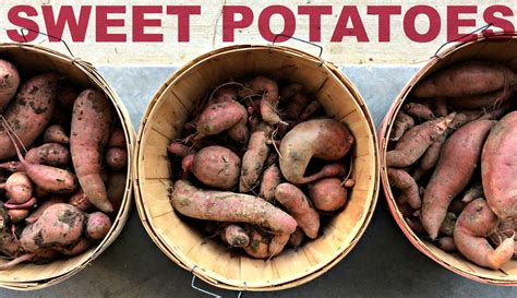 How To Grow Sweet Potatoes Farm Fresh For Life Real Food For Health