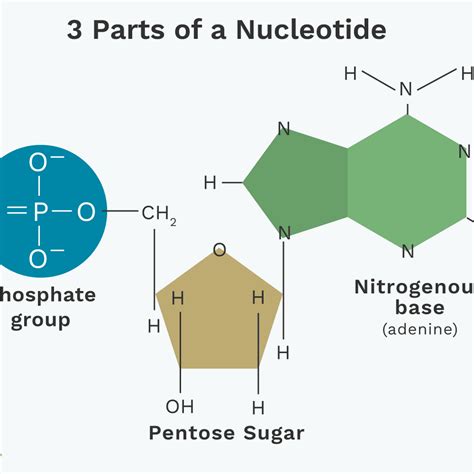 Draw And Label The Three Parts Of A Nucleotide Pensandpieces