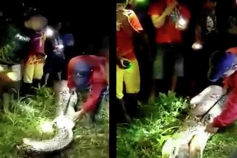 Indonesian Man Found Dead After Being Swallowed By Python