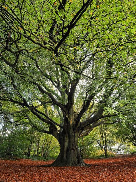 Big Old Beech Tree Photography Magical Tree Old Trees