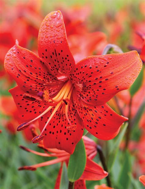 Red Tiger Lily Midway Media