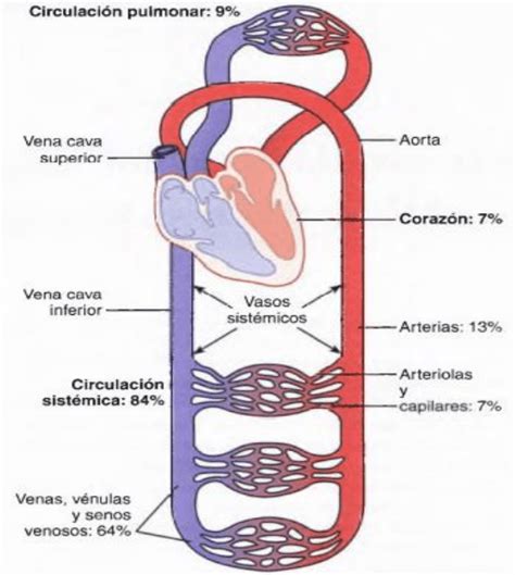 Resumen Circulatorio Periferico Fisiología Y Biofísica Medicina