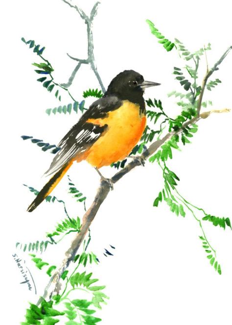 Baltimore Oriole Bird Art Bird Painting Watercolor Birds Oriole Bird Original Watercolor