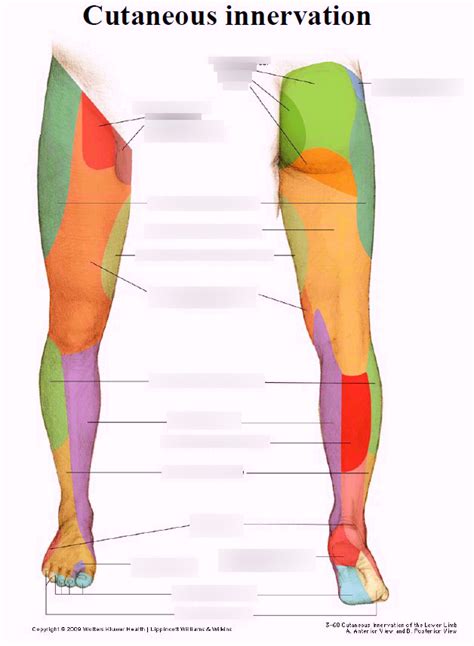 Cutaneous Innervation Of Lower Limb Diagram Quizlet