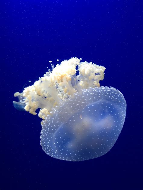 Free Images Underwater Jellyfish Blue Coral Invertebrate