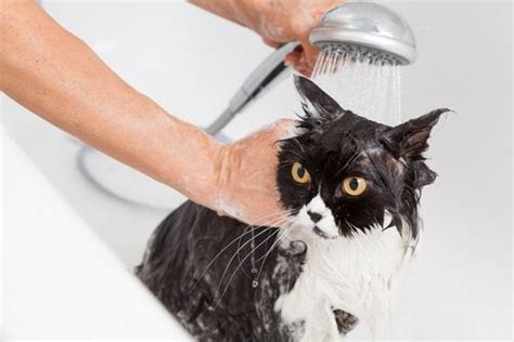 Indoor cats are very clean and rarely need baths unless they get into messes. A Simple Guide on How to Bathe Your Cat Safely - My Animals