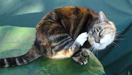How do you keep allergens in. When Your Cat Has Allergies, You Can Ditch the Itch