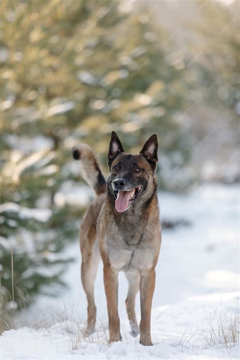 Premium Photo Beautiful Belgian Shepherd Malinois Dog In Winter Dog