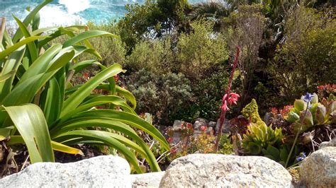 St michael's mount is a striking and imposing castle, perched high on an island just off the coast of marazion in cornwall. Tropical weather at the gardens of St Michael's Mount ...