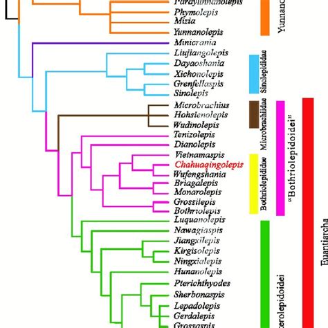 The Result Of Phylogenetic Analysis A Strict Consensus Tree Of The