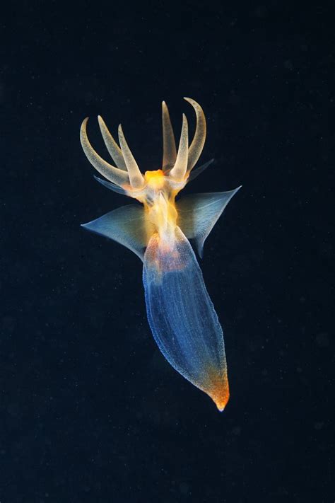 Deep Sea Creatures Beautiful Sea Creatures Alien Creatures
