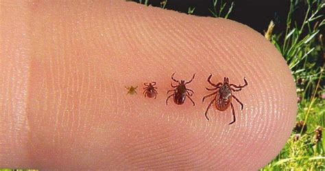 Tick Identification Guide And Size Chart Test Ticks By Nj Labs