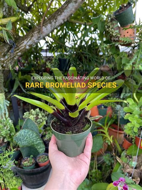 Exploring The Fascinating World Of Rare Bromeliad Species Shuncy