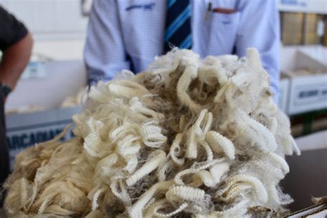 Crossbred Wool Prices Reach Historic Levels In Buoyant Australian