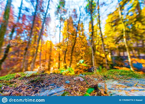 Carpathian Forest During Autumn Season Stock Photo Image Of Forest