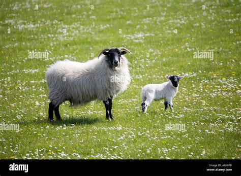 Scottish Blackface Sheep Ewe And Lamb Stock Photo Alamy