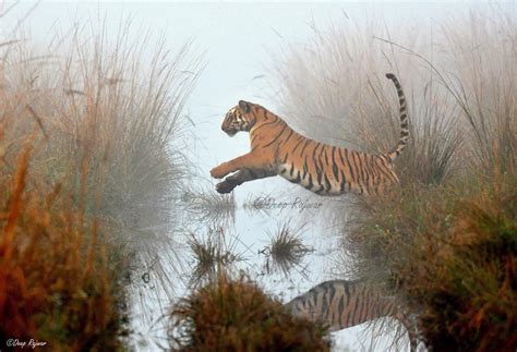 Pouncing Tiger Hidden Camera By Deep Rajwar In Corbett Sanctuary