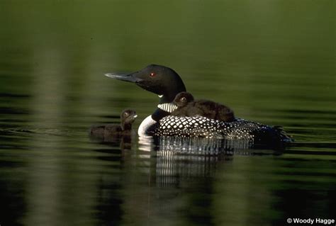 Loon Migration Citizen Scientists Report Sightings Of Baltimore And Bullocks Loons