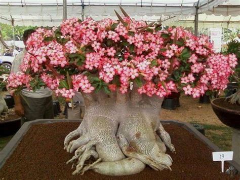 Facts About The Desert Rose Description Adaptation And Care Owlcation