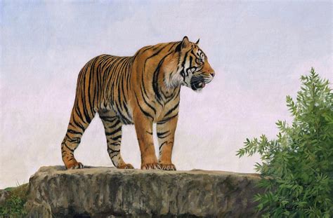 Tiger Painting By David Stribbling Fine Art America