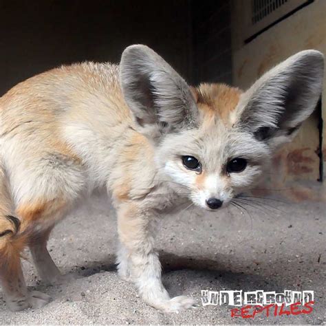 Baby Fennec Foxes Underground Reptiles