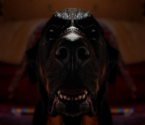 Scary Dog Face