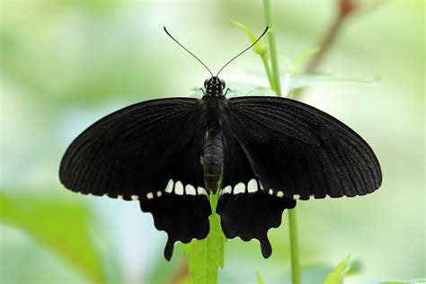 Papilio Polytes Male 玉帶鳳蝶 雄 Papilio Polytes Linnaeus Flickr