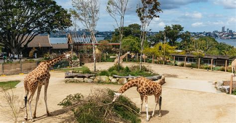 Sydney Ingresso Para O Zoológico De Taronga Getyourguide