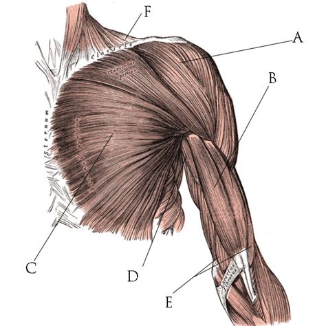 Muscles of back, shoulders, chest. UCL anatomy/Superficial Muscles of Pectoral Region - Wikiversity