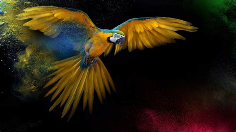 Parrot Os Desktop Wallpapers Wallpaper Cave