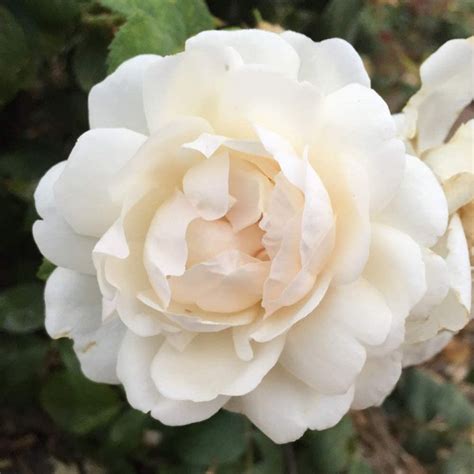 10 Climbing Roses For The Perfect Greek Garden Storables