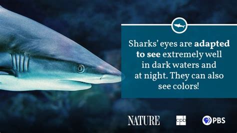 Shark Fact Sheet Blog Nature Pbs