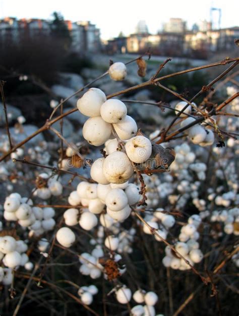 Snowberry Bush With White Fruits In Winter Stock Image Image Of