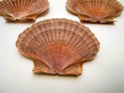 3 Beautiful Mexican Flat Scallops Shells Seashells 3