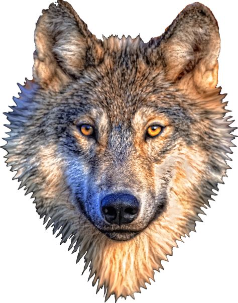 Png Wolf Head Transparent Wolf Head Png Images Pluspng