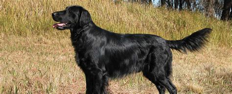 Flat Coated Retriever Dog Breed Profile Petfinder
