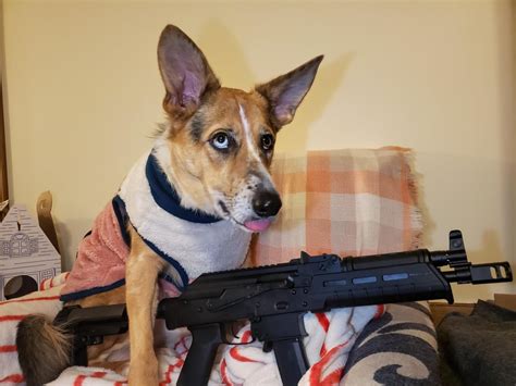 A Doggo With Her New Gun Psa Akv Guns