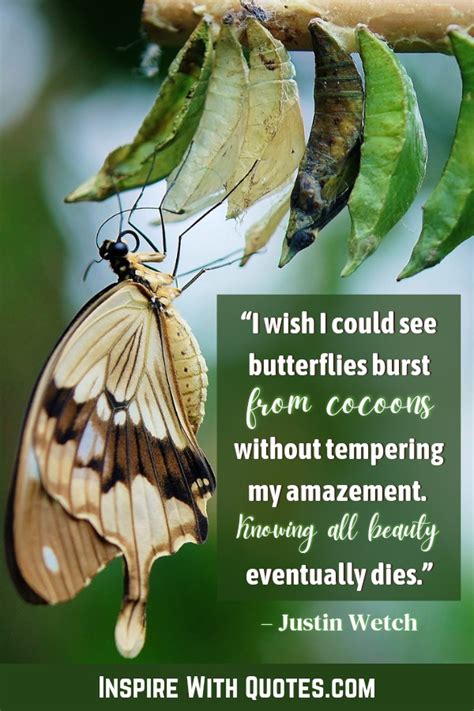 101 Inspiring Butterfly Quotes About Change And Transformation