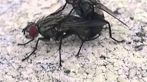 Fly Sex Youtube