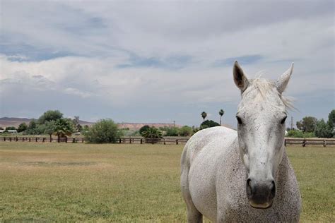 White Horse In Field Photograph By Natalie Faulk Fine Art America