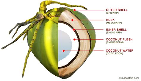 The Many Benefits Of Coconut Health And Other Properties Modest Pie