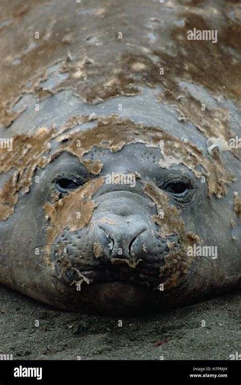 Southern Elephant Seal Mirounga Leonina Molting Macquarie Island